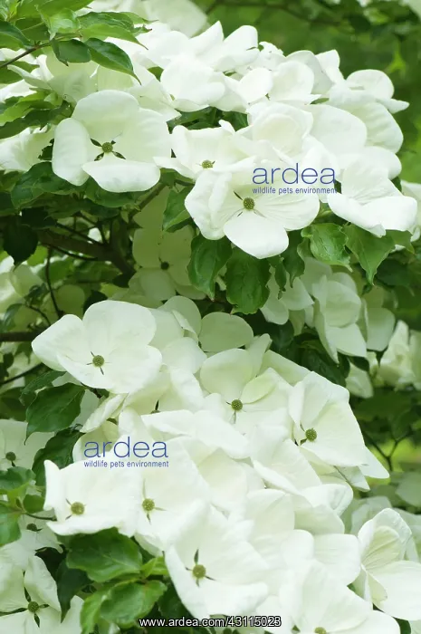 : Dogwood, Flowering dogwood, Cornus venus, several : Dogwood, Flowering dogwood, Cornus venus, several