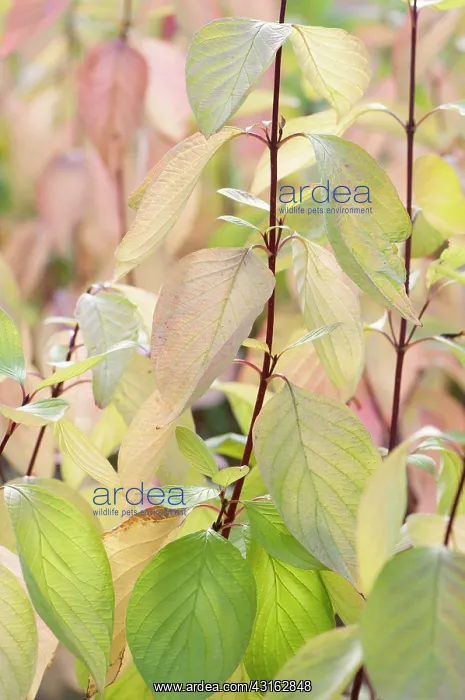 : Dogwood, Golden Tartarean dogwood, Cornus alba Aurea : Dogwood, Golden Tartarean dogwood, Cornus alba Aurea
