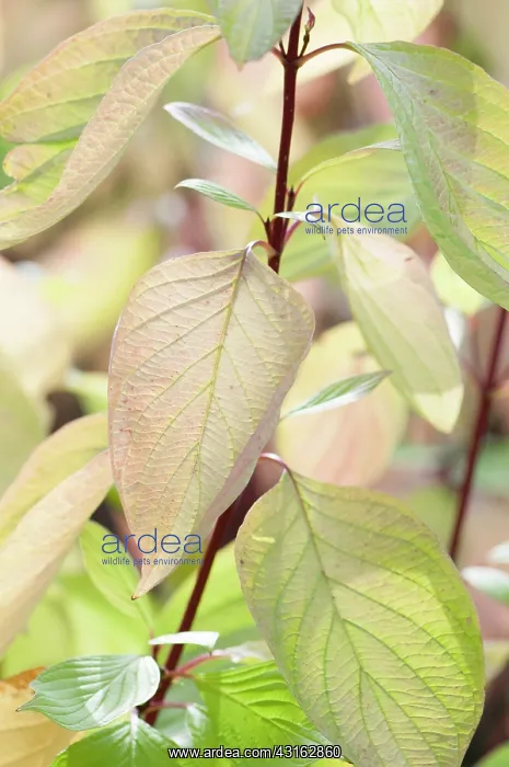 : Dogwood, Golden Tartarean dogwood, Cornus alba Aurea : Dogwood, Golden Tartarean dogwood, Cornus alba Aurea