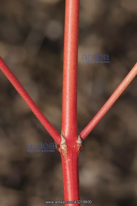 : Dogwood Magic Flame, Cornus sanguinea Magic Flame : Dogwood Magic Flame, Cornus sanguinea Magic Flame