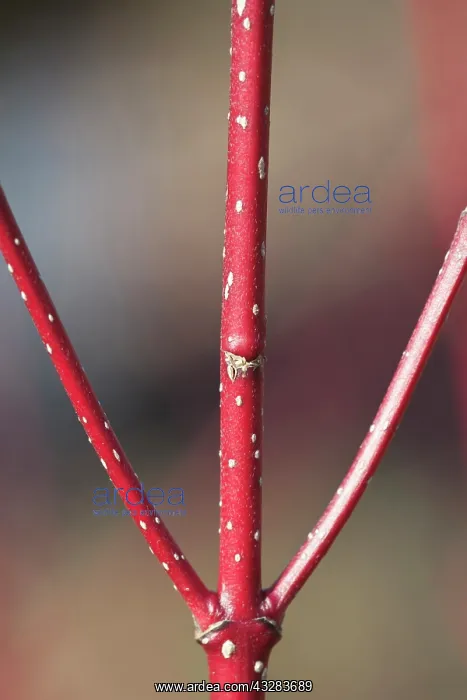 : Dogwood Magic Flame, Cornus sanguinea Magic Flame : Dogwood Magic Flame, Cornus sanguinea Magic Flame