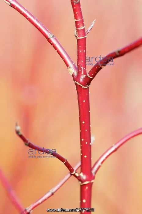 : Dogwood, Red-barked dogwood, Cornus alba Spaethii : Dogwood, Red-barked dogwood, Cornus alba Spaethii