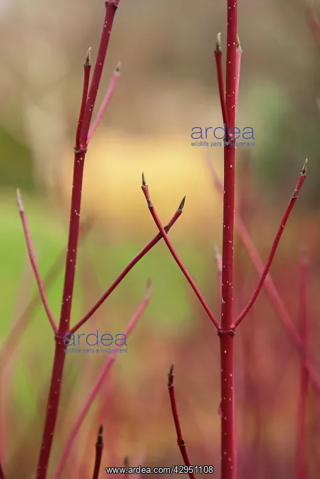  : Dogwood, Silverleaf tartarian dogwood