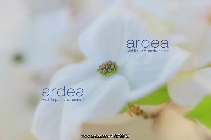  : Dogwood tree bloom