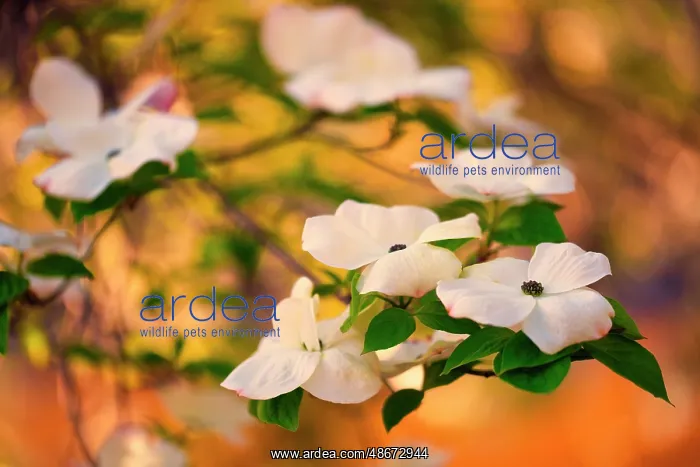  : Dogwood tree bloom