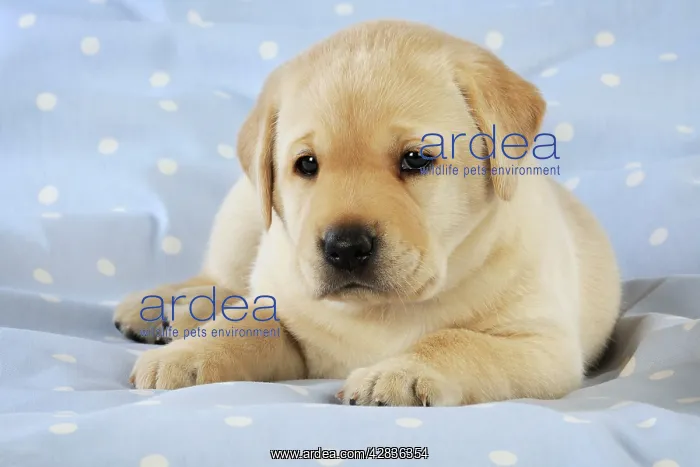 : DOG.Yellow labrador puppy lying on blanket : DOG.Yellow labrador puppy lying on blanket