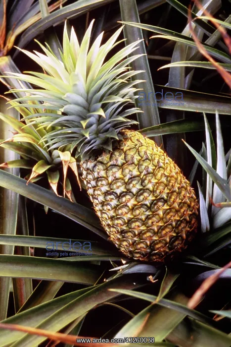 : Dole Pineapple Plantation, Oahu, Hawaii : Dole Pineapple Plantation, Oahu, Hawaii