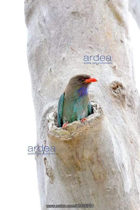 : Dollar Bird : Dollar Bird