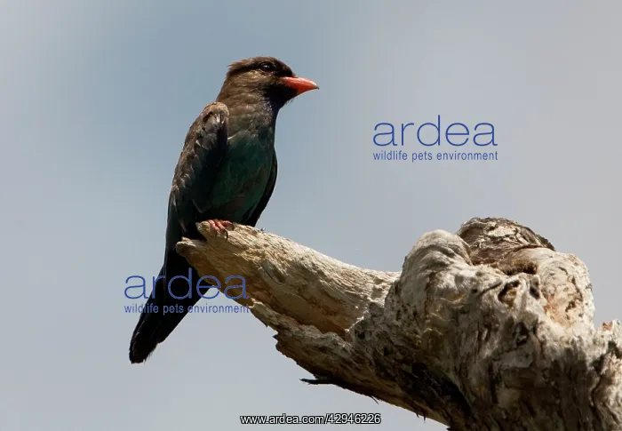  : Dollarbird - a breeding visitor to Australia arriving