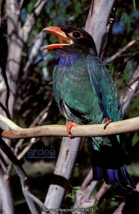 : Dollarbird - migratory bird: breeds in Australia : Dollarbird - migratory bird: breeds in Australia