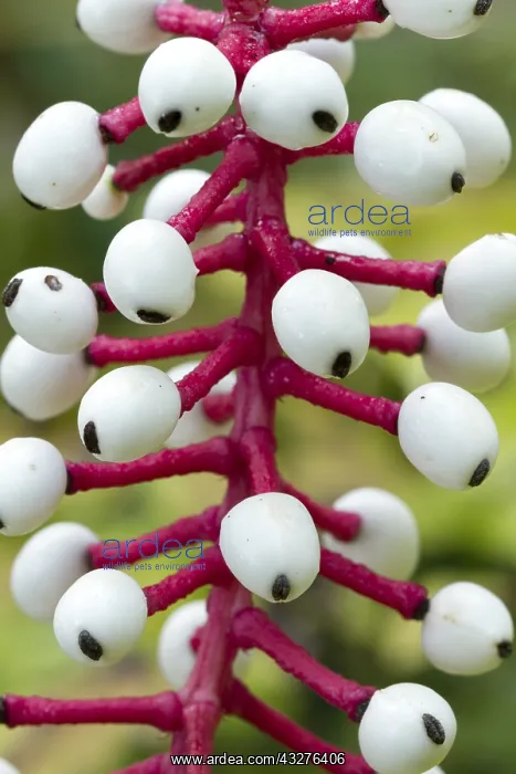 : Doll's eye (Actaea pachypoda) : Doll's eye (Actaea pachypoda)