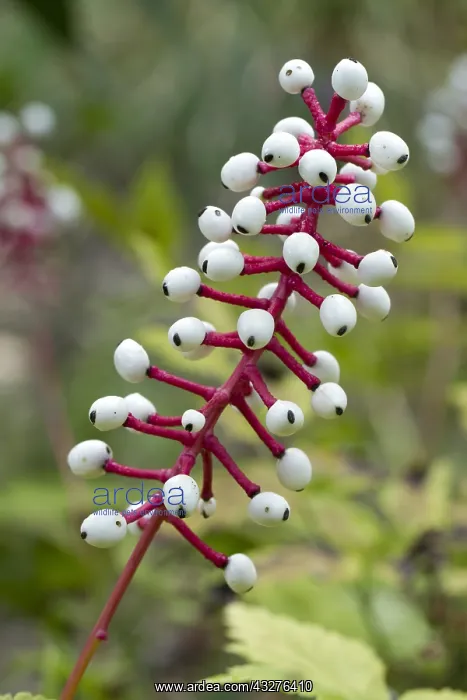 : Doll's eye (Actaea pachypoda) : Doll's eye (Actaea pachypoda)