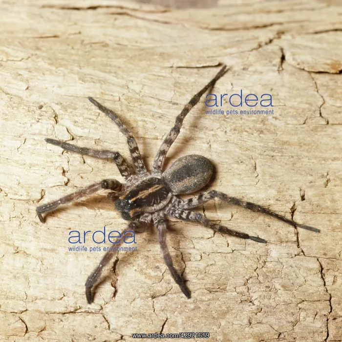 : DOLOMEDES SPIDER : DOLOMEDES SPIDER
