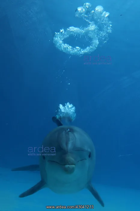  : Dolphin
