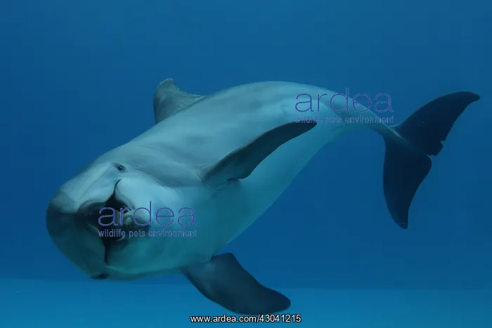  : Dolphin
