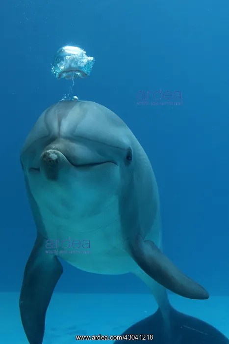  : Dolphin