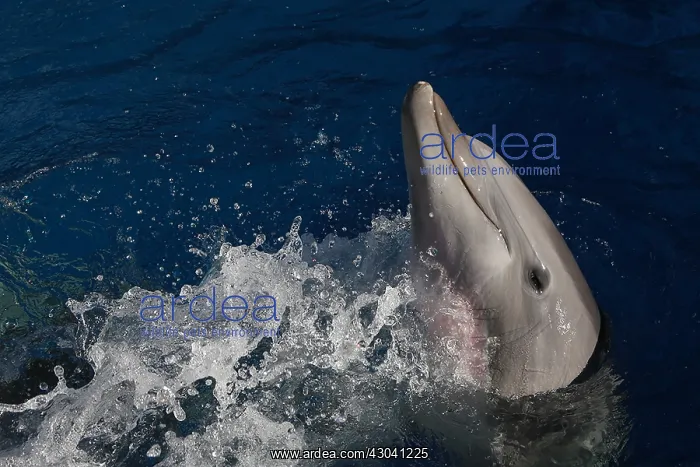 : Dolphin