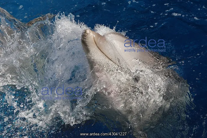  : Dolphin