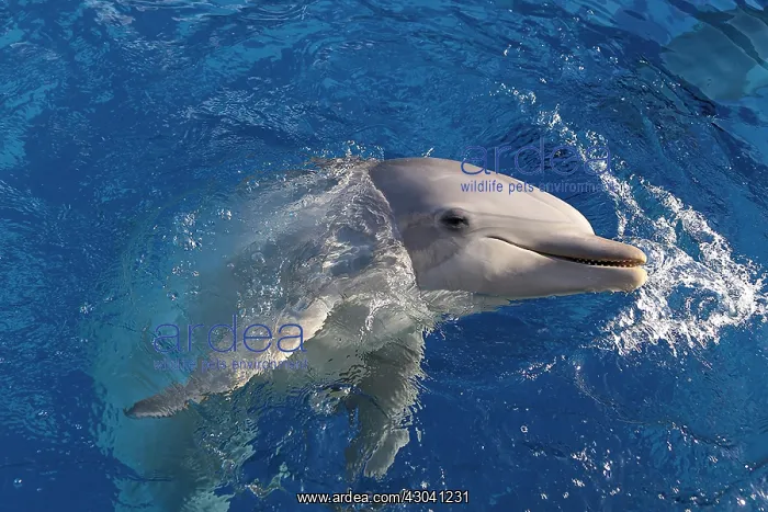  : Dolphin