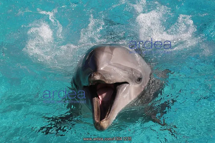  : Dolphin