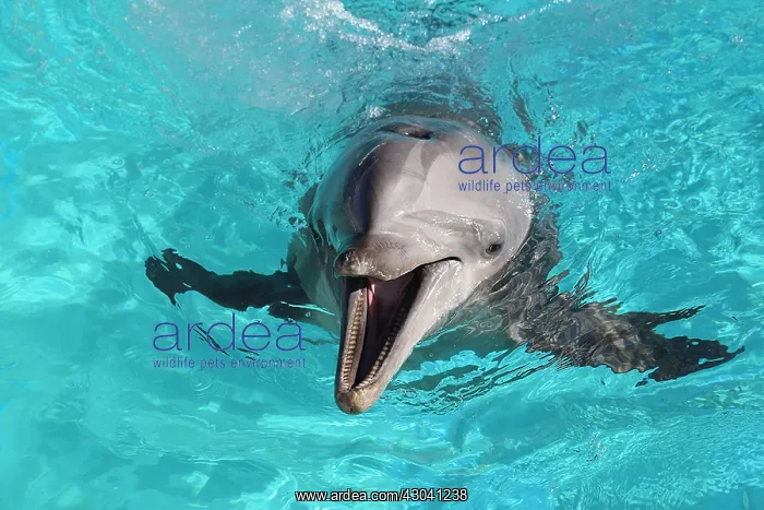  : Dolphin