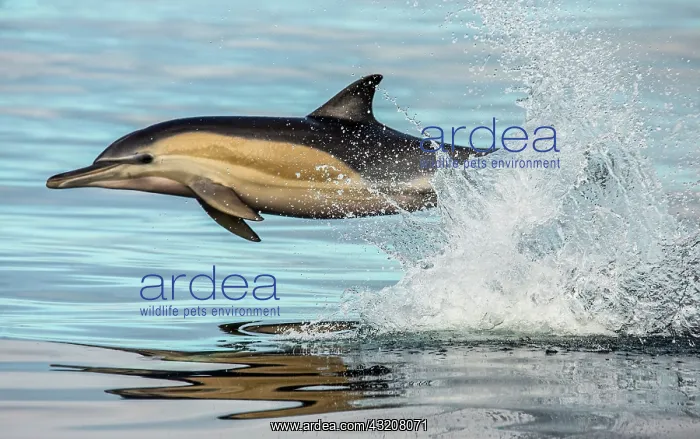 : Dolphin (Delphinus delphis) is jumping out at hi : Dolphin (Delphinus delphis) is jumping out at hi