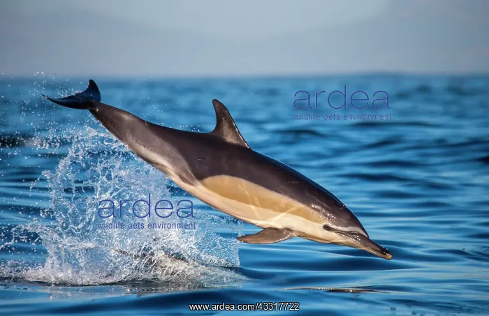 : Dolphin (Delphinus delphis) is jumping out at hi : Dolphin (Delphinus delphis) is jumping out at hi
