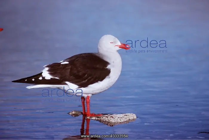 : Dolphin Gull : Dolphin Gull
