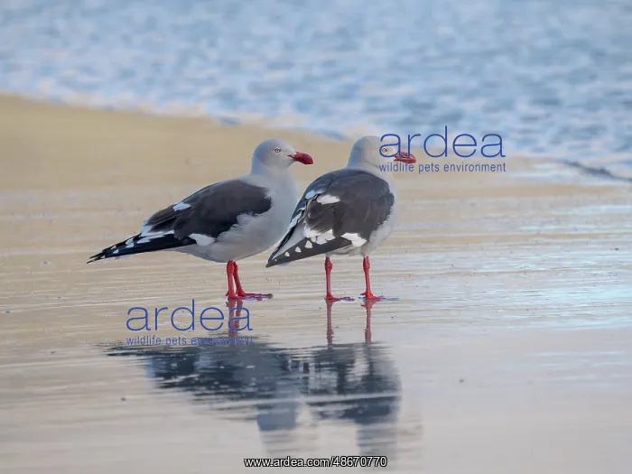  : Dolphin gull on the beach of Saunders Island, Falkland