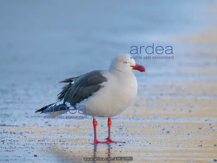 : Dolphin gull on the beach of Saunders Island, Falkland : Dolphin gull on the beach of Saunders Island, Falkland