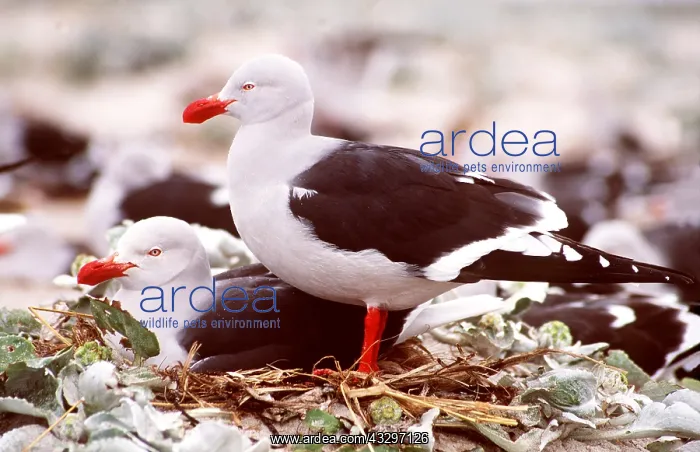 : DOLPHIN GULL - two at nest : DOLPHIN GULL - two at nest