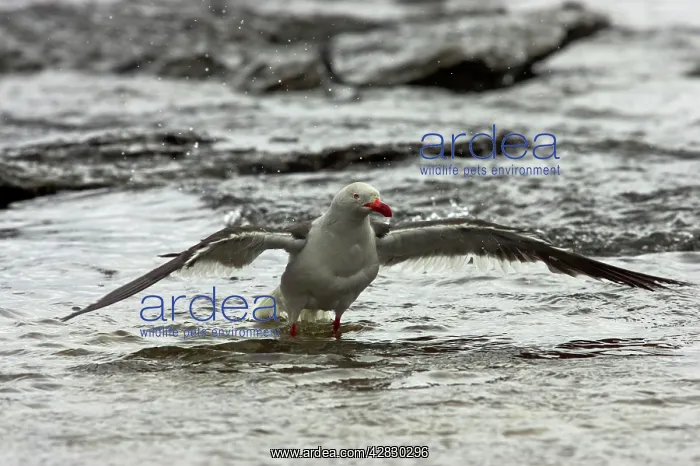 : Dolphin Gull - Washing : Dolphin Gull - Washing