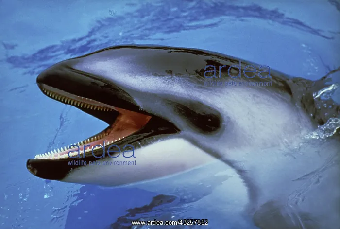 : Dolphin with Open Mouth standing at Surface : Dolphin with Open Mouth standing at Surface