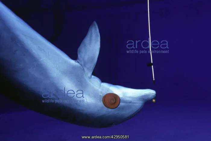 : Dolphin Sonar system - wearing eye-patches and : Dolphin Sonar system - wearing eye-patches and