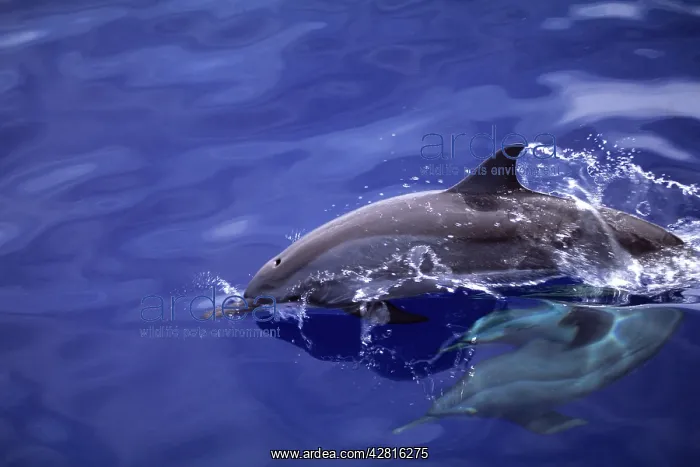 : Dolphin swimming in the bay, Walindi, Kimbe Bay, West New Br : Dolphin swimming in the bay, Walindi, Kimbe Bay, West New Br