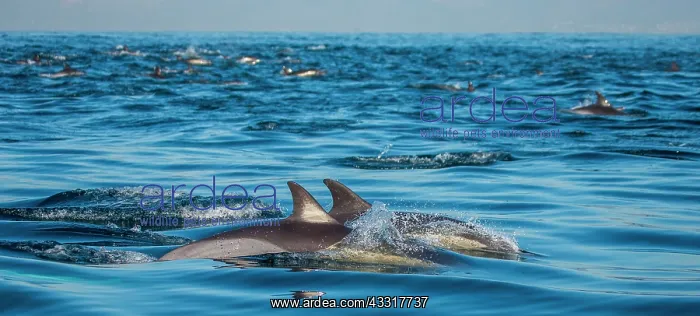 : Dolphins (Delphinus delphis) are jumping out at : Dolphins (Delphinus delphis) are jumping out at
