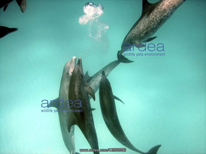 : Dolphins - interspecies aggression. Altantic Spotted : Dolphins - interspecies aggression. Altantic Spotted