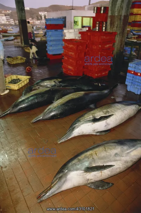  : Dolphins Killed by Fishermen, Peru
