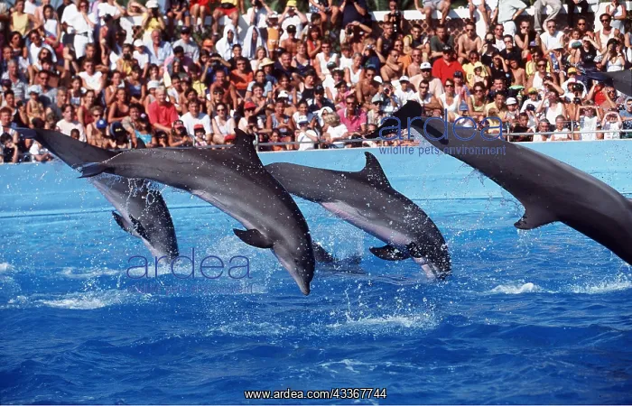 : DOLPHINS - four performing at show, leaping out of water : DOLPHINS - four performing at show, leaping out of water