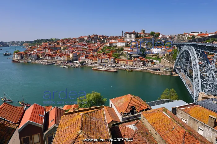 : The Dom Luis I metal arch bridge over the Douro : The Dom Luis I metal arch bridge over the Douro