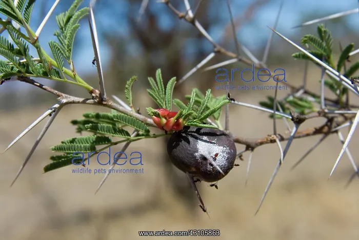: Domatium on Whistling Thorn Acacia : Domatium on Whistling Thorn Acacia