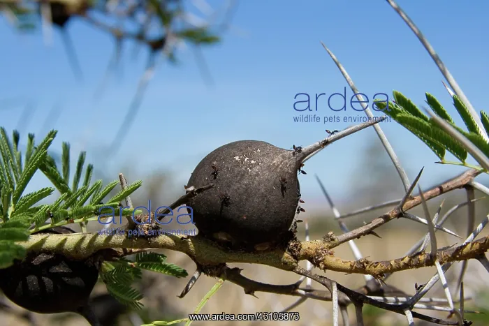 : Domatium on Whistling Thorn Acacia : Domatium on Whistling Thorn Acacia