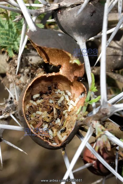 : Domatium on Whistling Thorn Acacia : Domatium on Whistling Thorn Acacia
