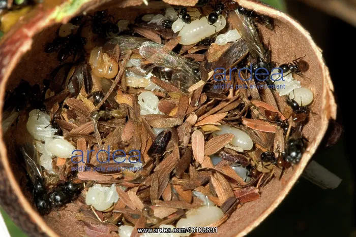 : Domatium on Whistling Thorn Acacia : Domatium on Whistling Thorn Acacia