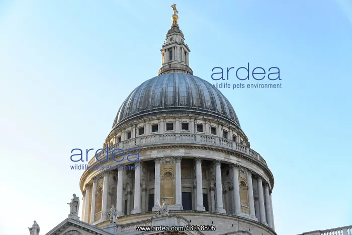 : Dome of St Paul's Cathedral, London, London region : Dome of St Paul's Cathedral, London, London region