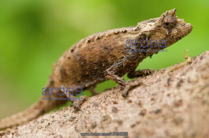 : Domergue's Leaf Chameleon : Domergue's Leaf Chameleon