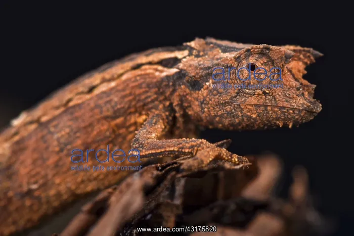 : Domergue's leaf chameleon (Brookesia thieli), Madagascar : Domergue's leaf chameleon (Brookesia thieli), Madagascar
