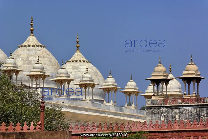 : Domes on mosque, Delhi, India : Domes on mosque, Delhi, India