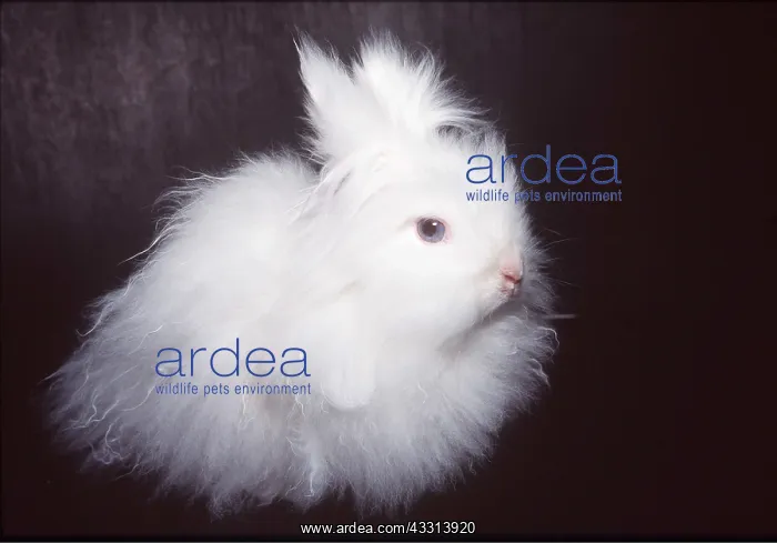 : DOMESTIC ANGORA RABBIT - sits : DOMESTIC ANGORA RABBIT - sits