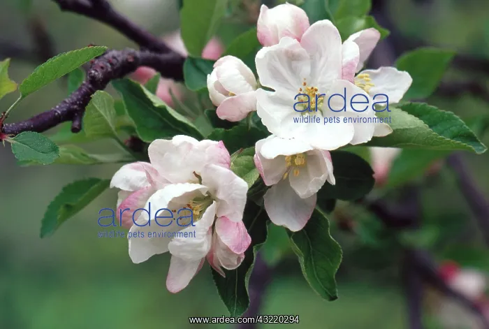 : Domestic Apple Blossoms : Domestic Apple Blossoms